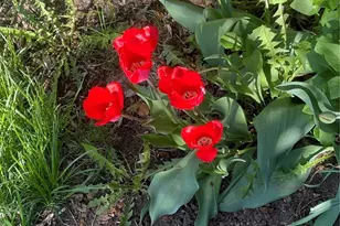 6139 S Adams Dr, Centennial, CO 80121 - Photo 43