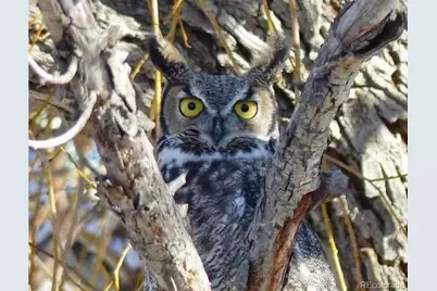 18957 County Road 162, Nathrop, CO 81236 - Photo 43