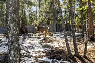 13202 Riley Peak Rd, Conifer, CO 80433 - Photo 43