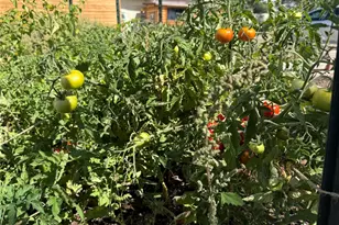 34562 State Hwy 17, Antonito, CO 81120 - Photo 23