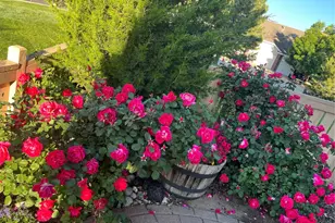 2825 Masters Ln, Castle Rock, CO 80104 - Photo 43