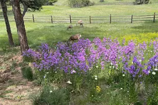 5213 Pinyon Jay Rd, Parker, CO 80134 - Photo 37