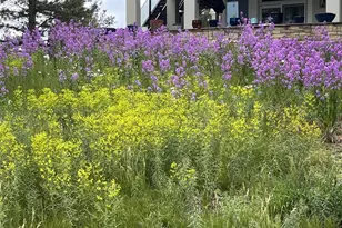 5213 Pinyon Jay Rd, Parker, CO 80134 - Photo 35