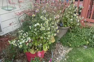 2126 S Espana St, Aurora, CO 80013 - Photo 49