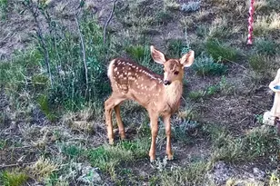 829 Co Rd 72, Bailey, CO 80421 - Photo 5
