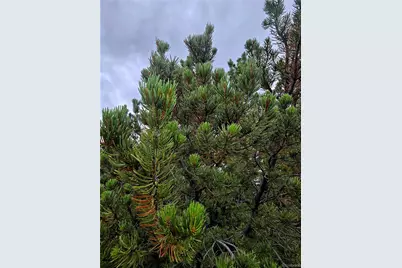 Lot 97 Phase #4 River Ridge Ranch, Walsenburg, CO 81089 - Photo 11