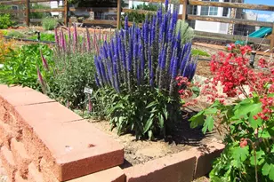 8483 S Dudley St, Littleton, CO 80128 - Photo 39