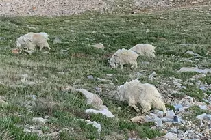 1793 Michigan Hill Rd, Jefferson, CO 80456 - Photo 47