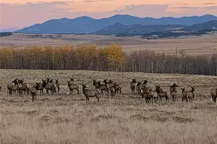 1793 Michigan Hill Rd, Jefferson, CO 80456 - Photo 43