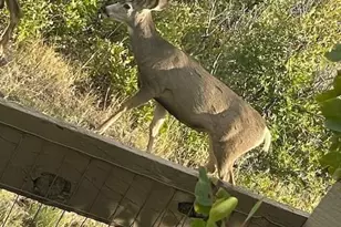 7186 Weaver Cir, Castle Rock, CO 80104 - Photo 7