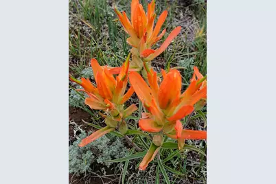 Elk Lane, Hartsel, CO 80449 - Photo 11