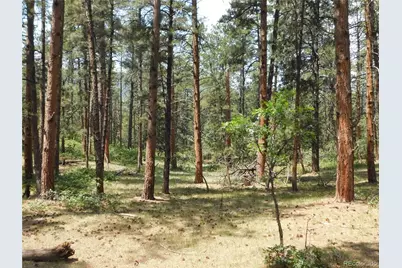 8356 Quivas Road, Larkspur, CO 80118 - Photo 33