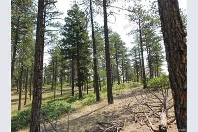 8356 Quivas Road, Larkspur, CO 80118 - Photo 17
