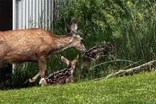 9025 Rocky Mountain Ln, Parker, CO 80138 - Photo 47