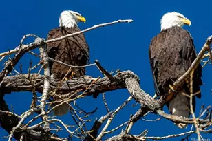 965 S Miller St, Lakewood, CO 80226 - Photo 3