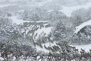 741 Big Wall Ln, La Veta, CO 81055 - Photo 25