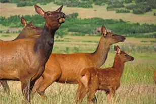 741 Big Wall Ln, La Veta, CO 81055 - Photo 23