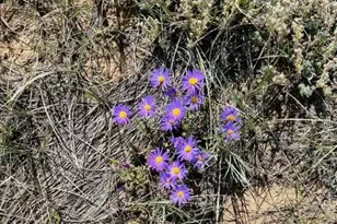 1686 Cimarron Dr, Hartsel, CO 80449 - Photo 9