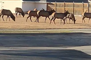 264 Shupe Cir, Loveland, CO 80537 - Photo 19