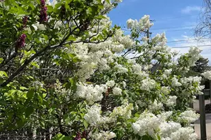 4528 W 27th Ave, Denver, CO 80212 - Photo 43