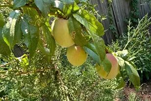 11956 E Oregon Cir, Aurora, CO 80012 - Photo 35