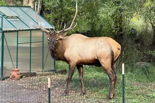 5211 Parmalee Gulch Rd, Indian Hills, CO 80454 - Photo 43