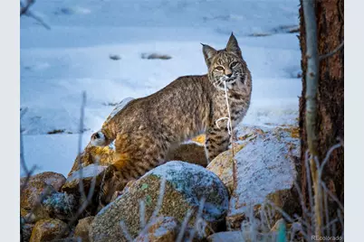 31 Wild Tiger Lane, Boulder, CO 80302 - Photo 43