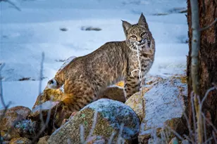 31 Wild Tiger Ln, Boulder, CO 80302 - Photo 43