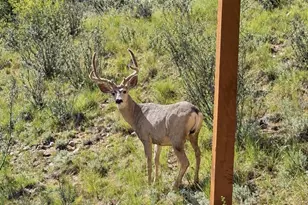 15194 S Swiss Rd, Pine, CO 80470 - Photo 43