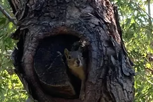 1050 N Corona Street, Denver, CO 80218 - Photo 17