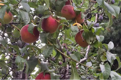 25956 E Jamison Circle S, Aurora, CO 80016 - Photo 43