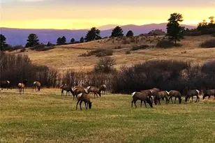 430 Lorraway Dr, Castle Rock, CO 80108 - Photo 49