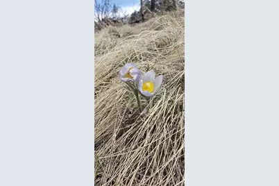 Lot 179 Duffy Lane, Fort Garland, CO 81133 - Photo 5