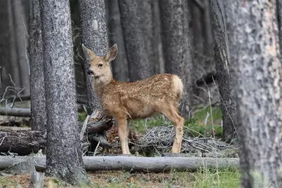 26543 Richmond Hill Road, Conifer, CO 80433 - Photo 33