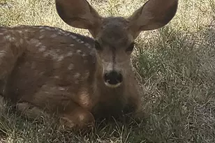 5910 Olympus Ln, Colorado City, CO 81019 - Photo 43