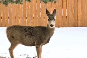 5910 Olympus Ln, Colorado City, CO 81019 - Photo 31