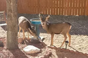 5910 Olympus Ln, Colorado City, CO 81019 - Photo 39