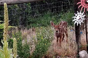 5910 Olympus Ln, Colorado City, CO 81019 - Photo 35