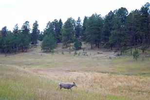 12464 S US Hwy 285, Conifer, CO 80433 - Photo 29