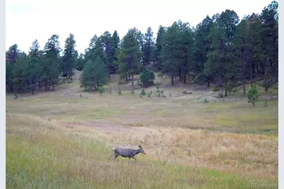 12464 S US Hwy 285, Conifer, CO 80433 - Photo 29