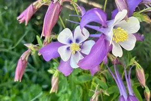 40100 Co Rd 153, Agate, CO 80101 - Photo 47