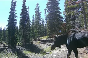50 Puma Crossing, Fairplay, CO 80440 - Photo 39