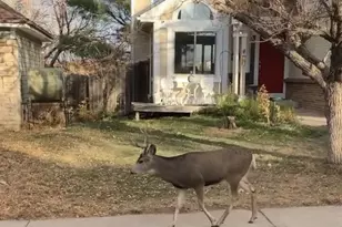 7752 Halleys Dr, Littleton, CO 80125 - Photo 23