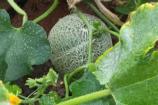 1401 Garrison St, Lakewood, CO 80215 - Photo 37