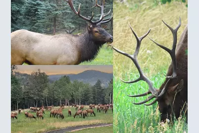 26271 Richmond Hill Road, Conifer, CO 80433 - Photo 7