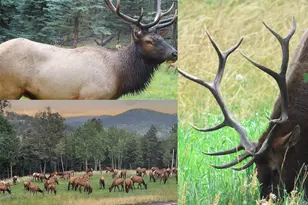 26271 Richmond Hill Rd, Conifer, CO 80433 - Photo 7