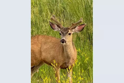 3125 Red Kit Road, Franktown, CO 80116 - Photo 33