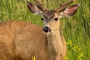 3125 Red Kit Rd, Franktown, CO 80116 - Photo 33
