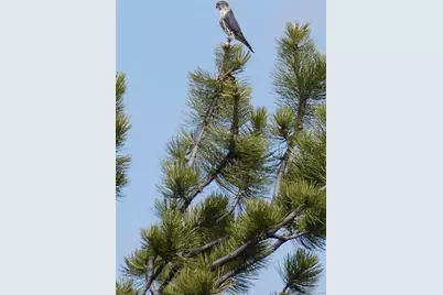 671 Midland Court, Lake George, CO 80827 - Photo 41