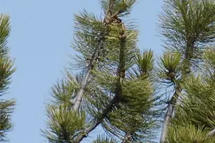 671 Midland Ct, Lake George, CO 80827 - Photo 41